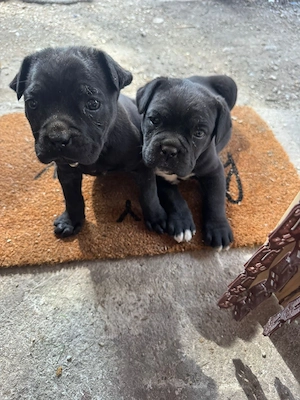 pui cane corso  - imagine 3