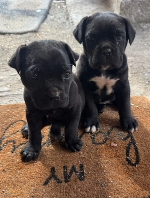 pui cane corso  - imagine 4