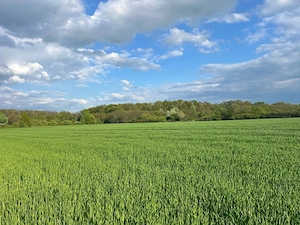 Casa la Sag, zona Manastirii - imagine 8