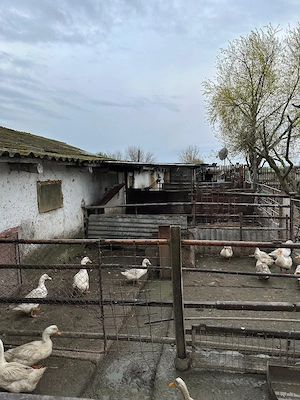 De vânzare grajd fostă fermă în Stelnica (IL) - imagine 8