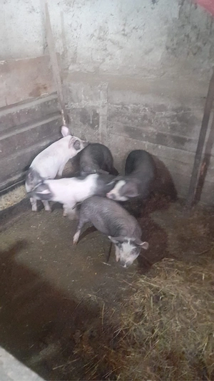 vand  5 purcei  de 8 saptamani