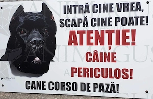 pui cane corso  - imagine 5