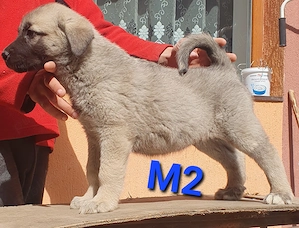 Pui Ciobanesc Kangal - imagine 3