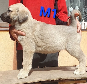 Pui Ciobanesc Kangal - imagine 2