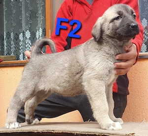 Pui Ciobanesc Kangal - imagine 5
