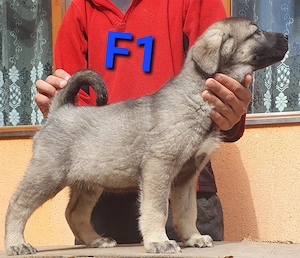 Pui Ciobanesc Kangal - imagine 4