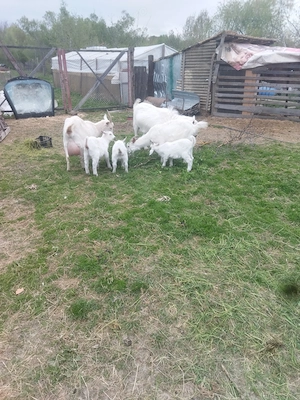 capre de vanzare  - imagine 3