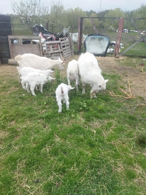 capre de vanzare  - imagine 2