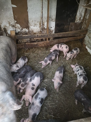 Vand purcei Pietrain pur  - imagine 5