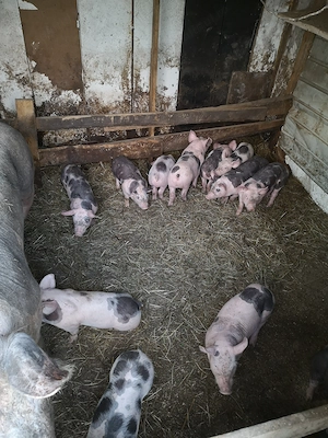 Vand purcei Pietrain pur  - imagine 4