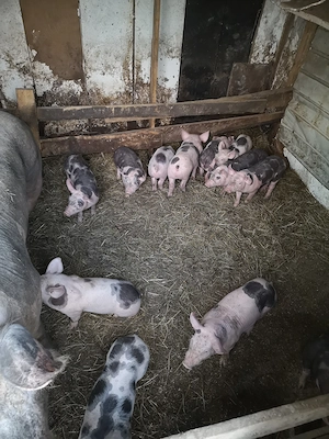 Vand purcei Pietrain pur  - imagine 6