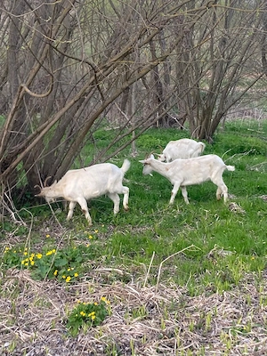 Vand iedute si capre Saanen