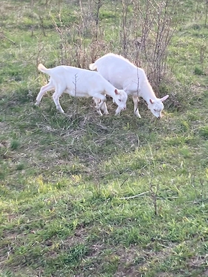 Vand iedute si capre Saanen - imagine 2