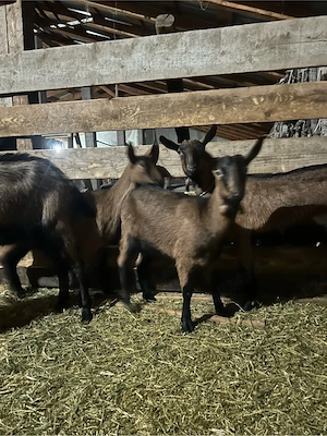 Vand capre alpine - imagine 2