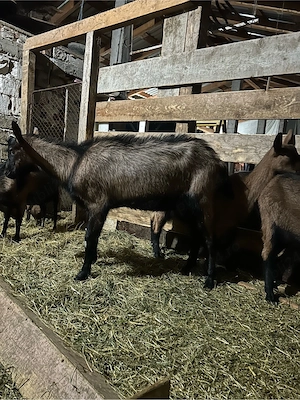 Vand capre alpine - imagine 3