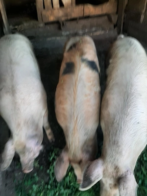 Vand porci grasi - imagine 4