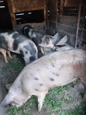 Vand porci grasi - imagine 3