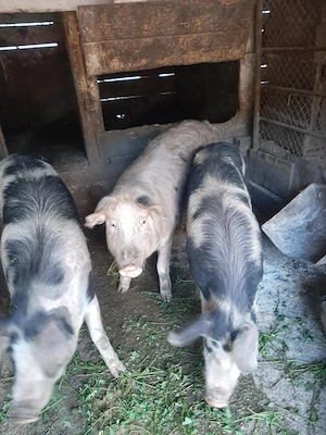 Vand porci grasi - imagine 5