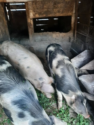 Vand porci grasi - imagine 2