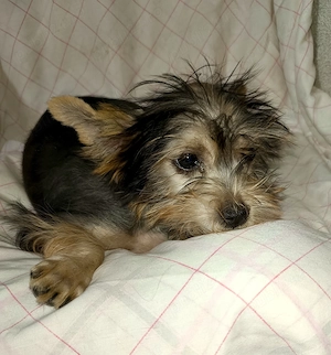 Băiat Yorkshire terrier 4 luni 