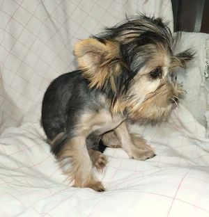 Băiat Yorkshire terrier 4 luni 