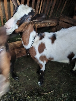 Capră de vanzare - imagine 3