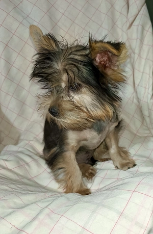 Băiat Yorkshire terrier 4 luni 