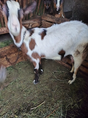 Capră de vanzare - imagine 2