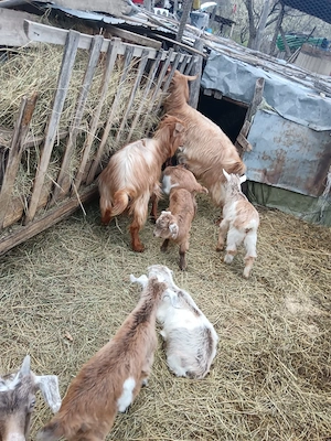 de vanzare 2 capre . - imagine 2