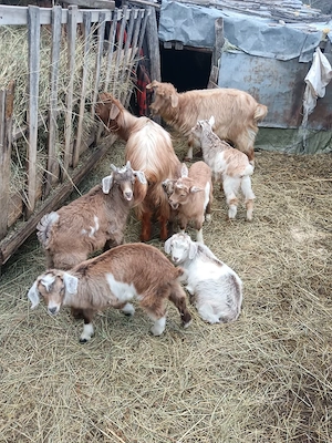 de vanzare 2 capre . - imagine 3