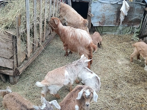 de vanzare 2 capre .