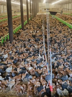 Pui colorati rasa mixta 700-800g 19lei bc .Pui albi de carne 1.1,2kg 19 lei bc  - imagine 3