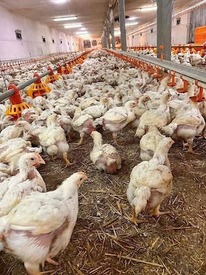 Pui colorati rasa mixta 700-800g 19lei bc .Pui albi de carne 1.1,2kg 19 lei bc  - imagine 5