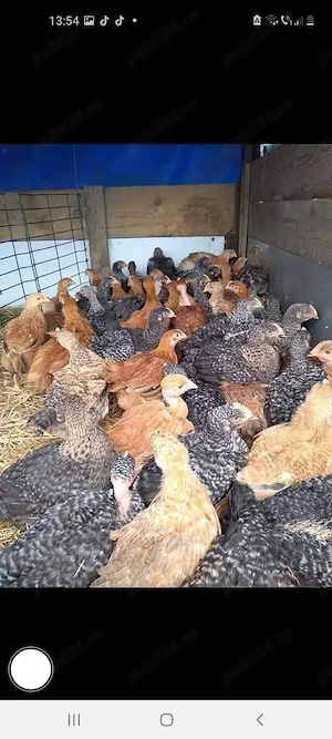 Pui colorati rasa mixta 700-800g 19lei bc .Pui albi de carne 1.1,2kg 19 lei bc  - imagine 4