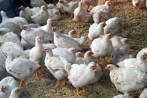 Pui colorati rasa mixta 700-800g 19lei bc .Pui albi de carne 1.1,2kg 19 lei bc 