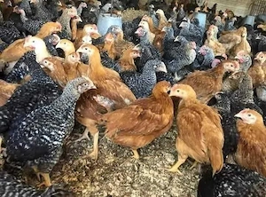 Pui Albi de carne 1kg 1,2kg 19lei bc .Pui colorati rasa mixta 700-800g 19lei bc  - imagine 5