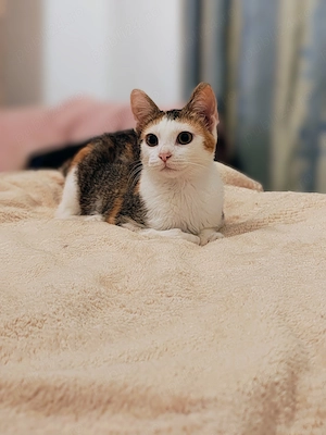 Pisica spre adopție 7 luni