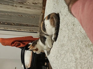 Pisica spre adopție 7 luni - imagine 2