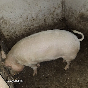 Porci de vânzare 