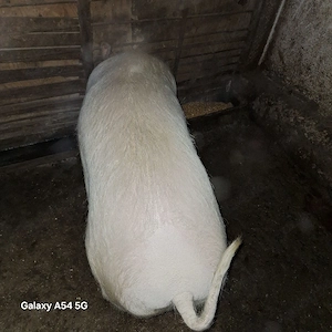 Porci de vânzare  - imagine 3