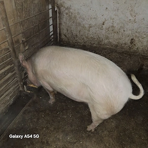 Porc de vânzare 