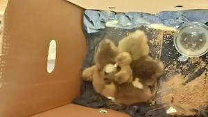 Vand boboci de gașcă cine dorește avem și closca gașcă 