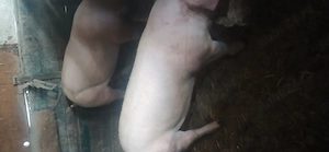 vând porci 100.  110  kg 