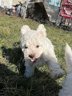 Pui mascul bichon bolognese! - imagine 2