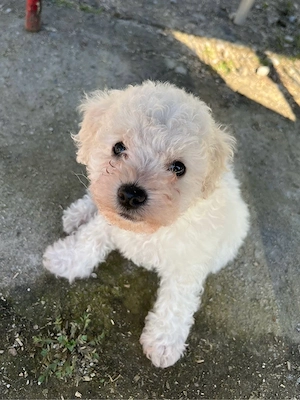 Pui mascul bichon bolognese! - imagine 3