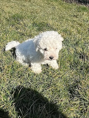 Pui mascul bichon bolognese!