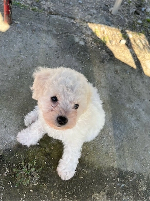 Pui mascul bichon bolognese! - imagine 4