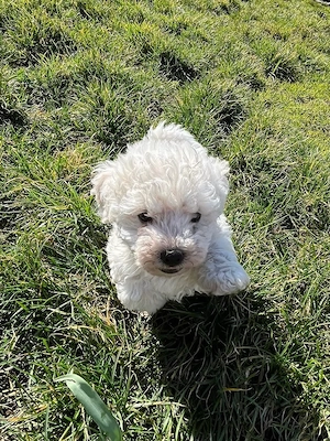 Pui mascul bichon bolognese! - imagine 5