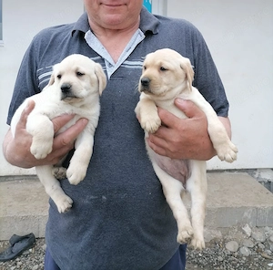 Labrador Retriever,