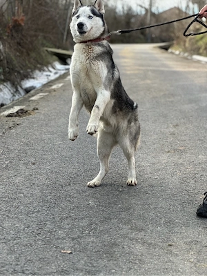 Mascul husky siberian! - imagine 5